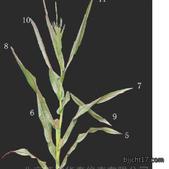 高杆植物表型检测系统